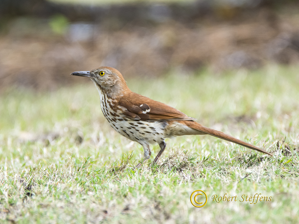 Brown Thrasher