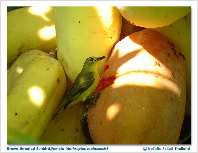 Brown-throated Sunbird