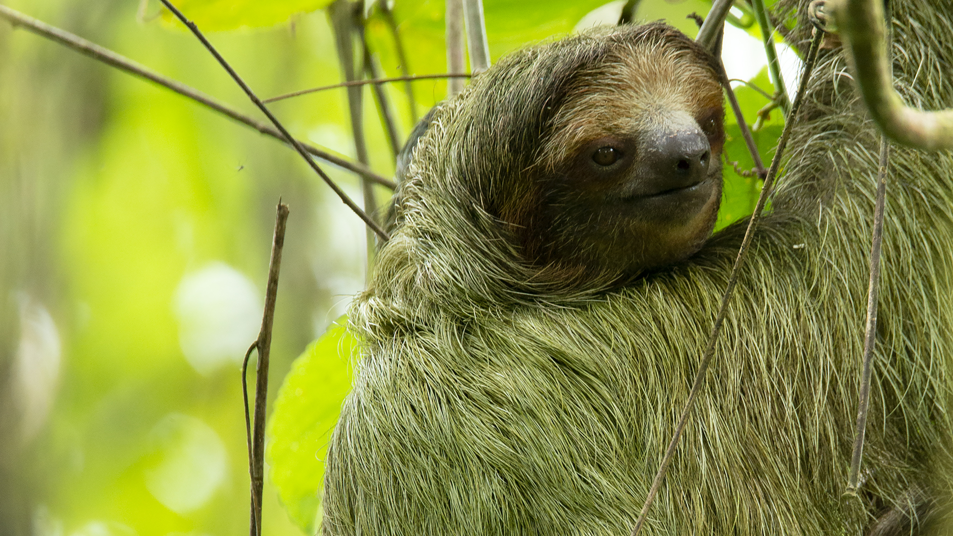 Brown-throated Three-toed Sloth