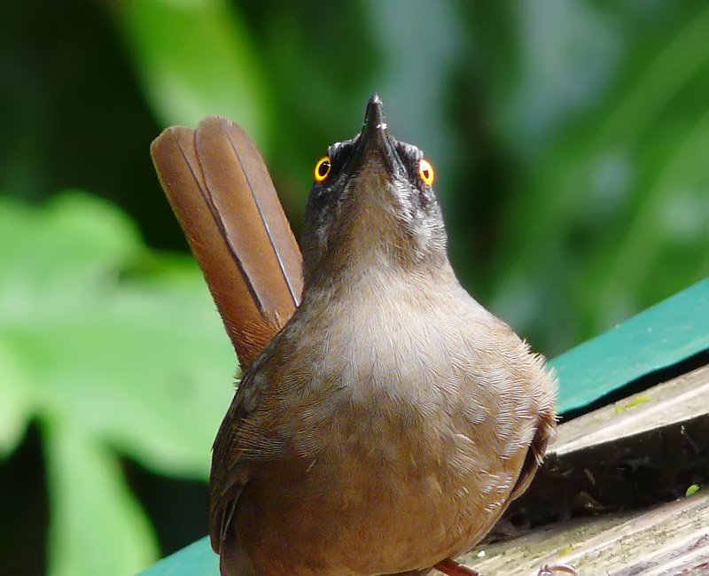 Brown Trembler