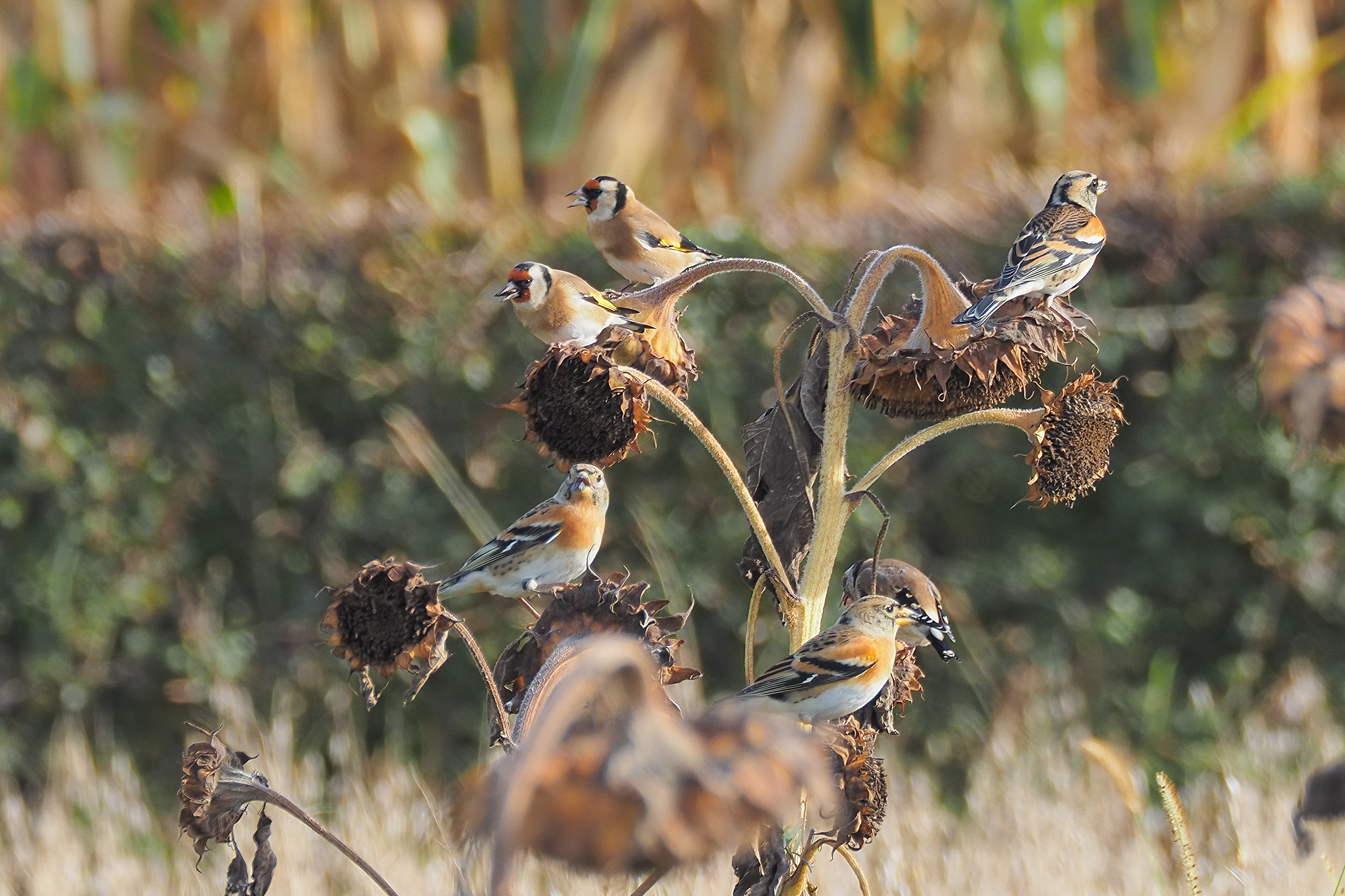 brunch of goldfinch and brambling with sunflower seeds