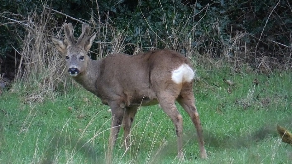 Buck Roe Deer