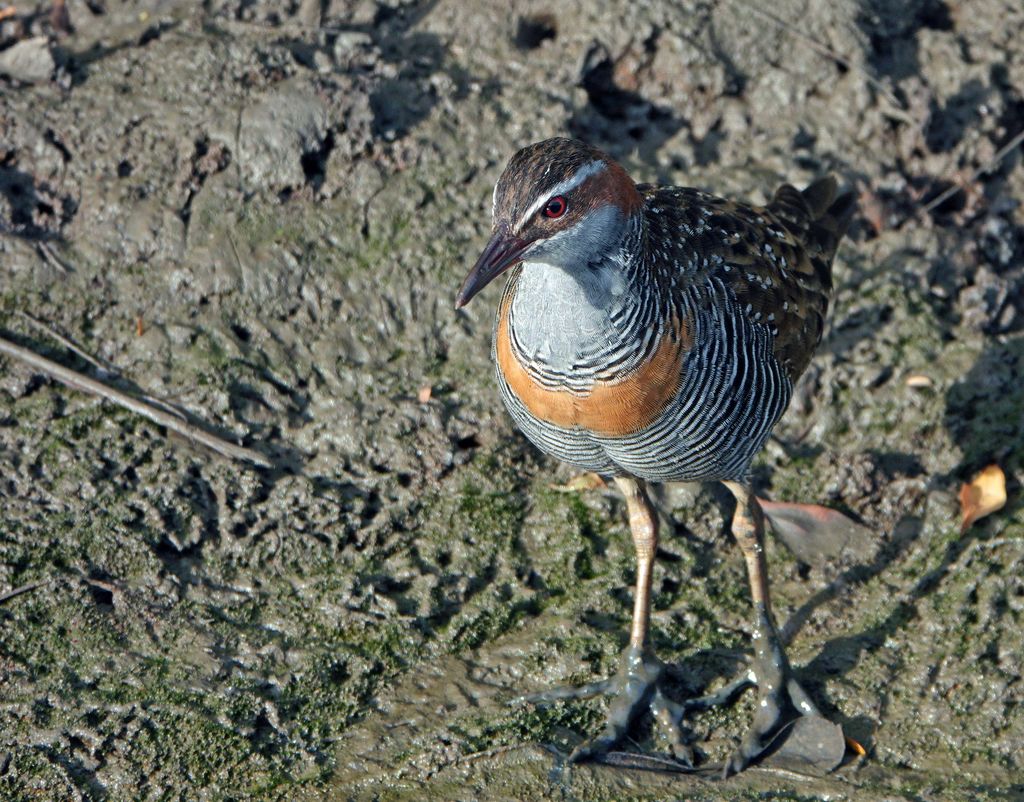 Buff-banded Rail