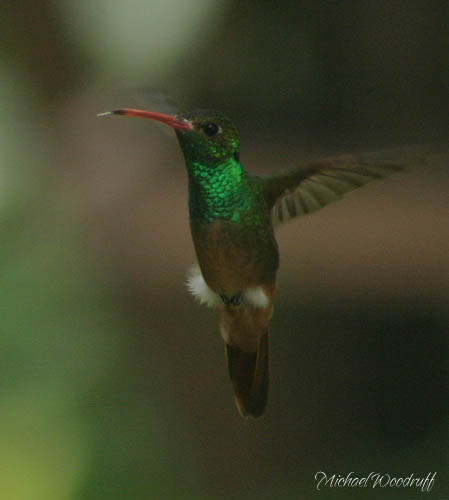 Buff-bellied Hummingbird