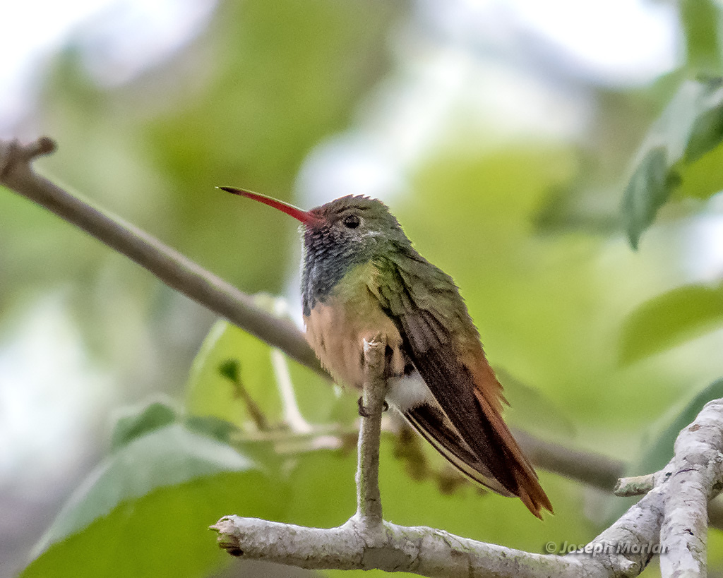 Buff-bellied Hummingbird