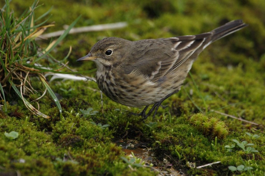 Buff-bellied Pipit, Berkshire