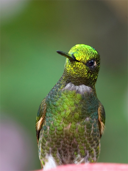 Buff-tailed Coronet