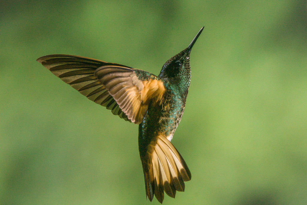 Buff-tailed Coronet