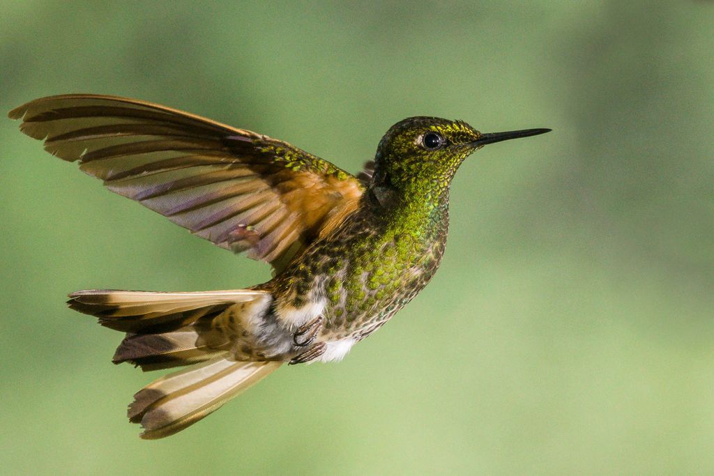 Buff-tailed Coronet