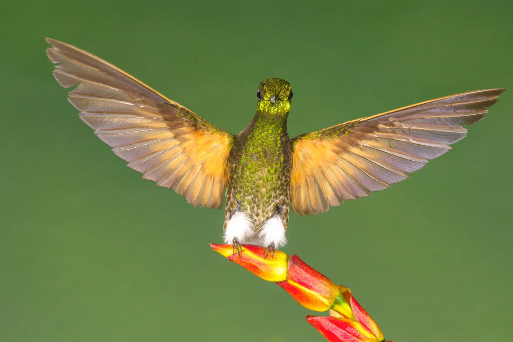 Buff-tailed Coronet