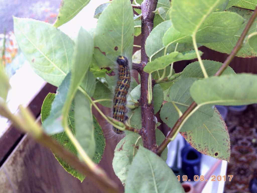 Buff Tip Moth Caterpillar    Phalera Bucephala.