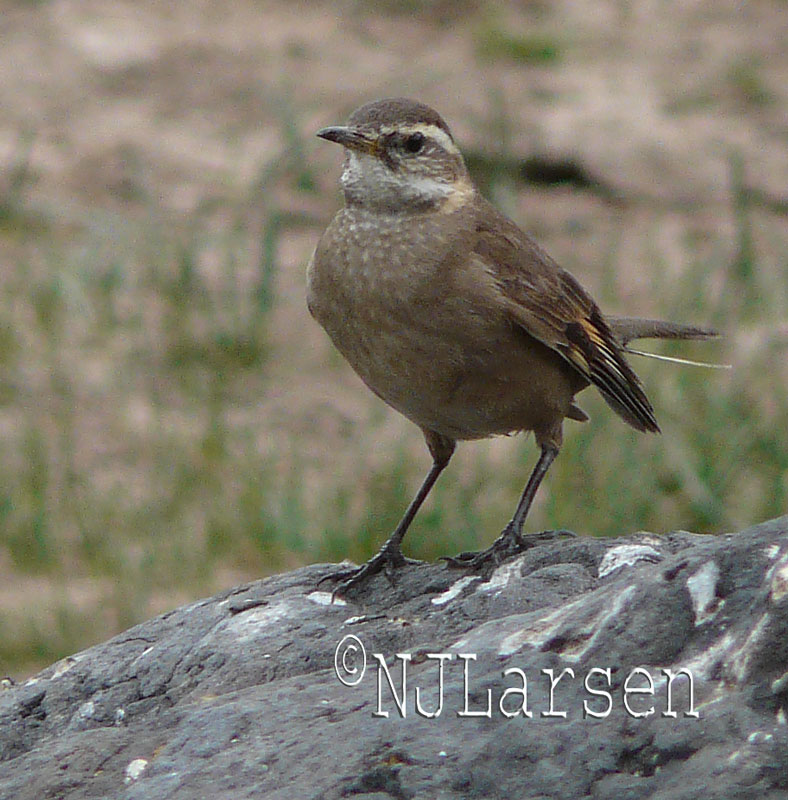 Buff-winged Cinclodes