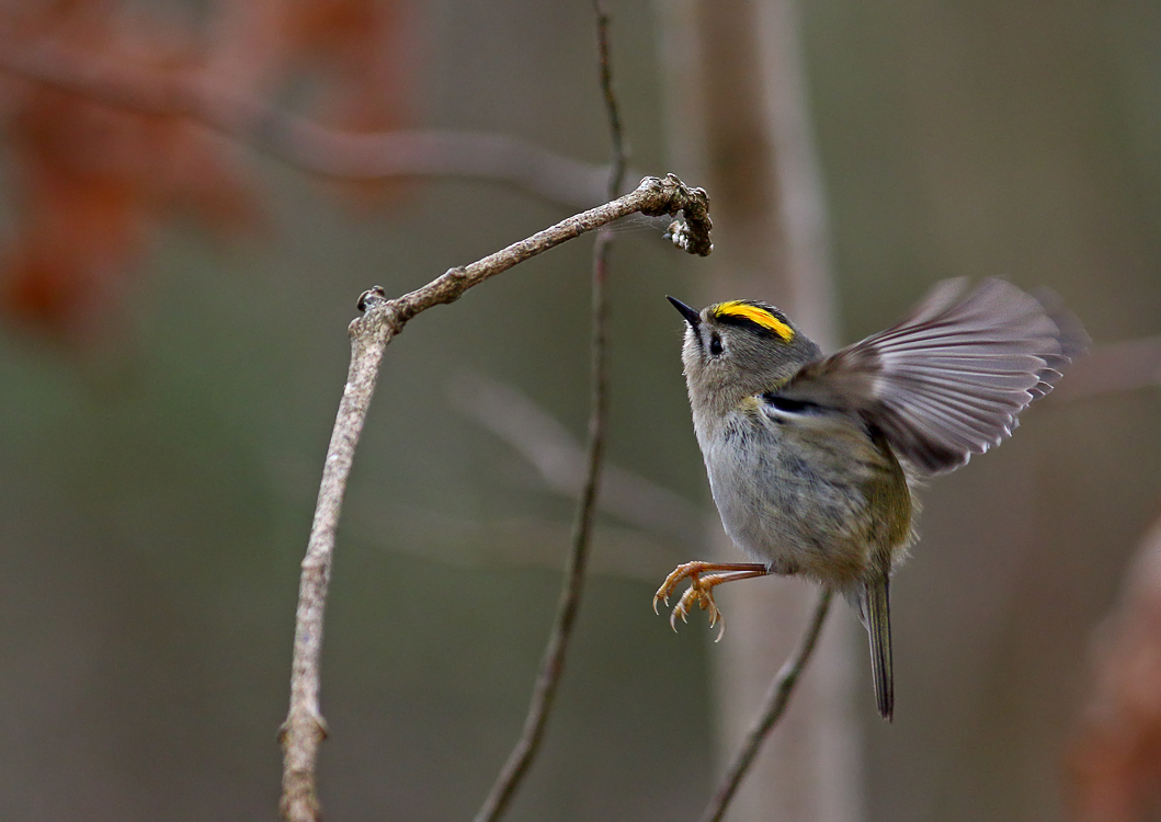 Bug inspector  Goldcrest