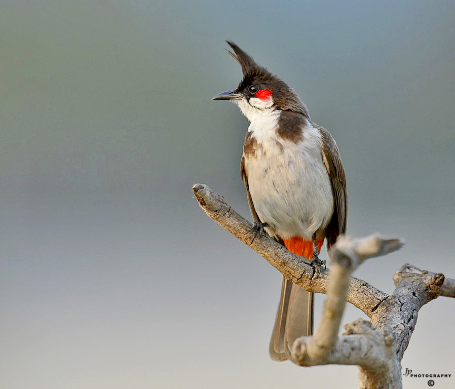 Bulbul