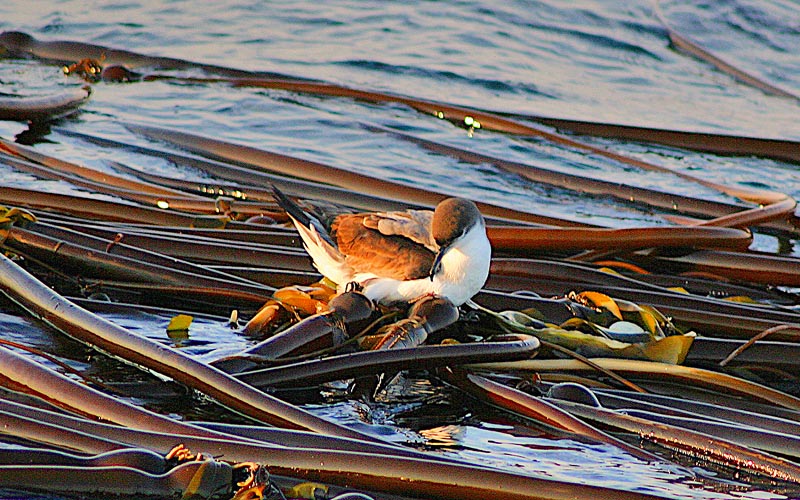 Buller's Shearwater