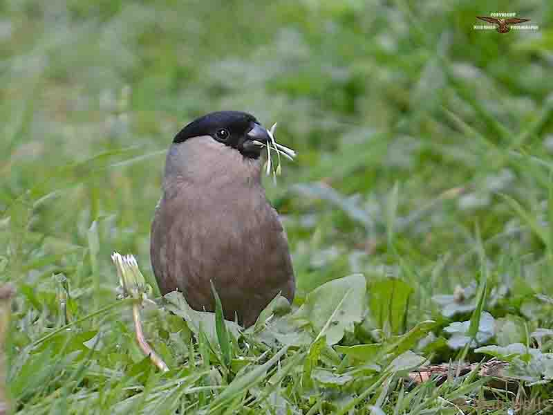 Bullfinch 1836.jpg