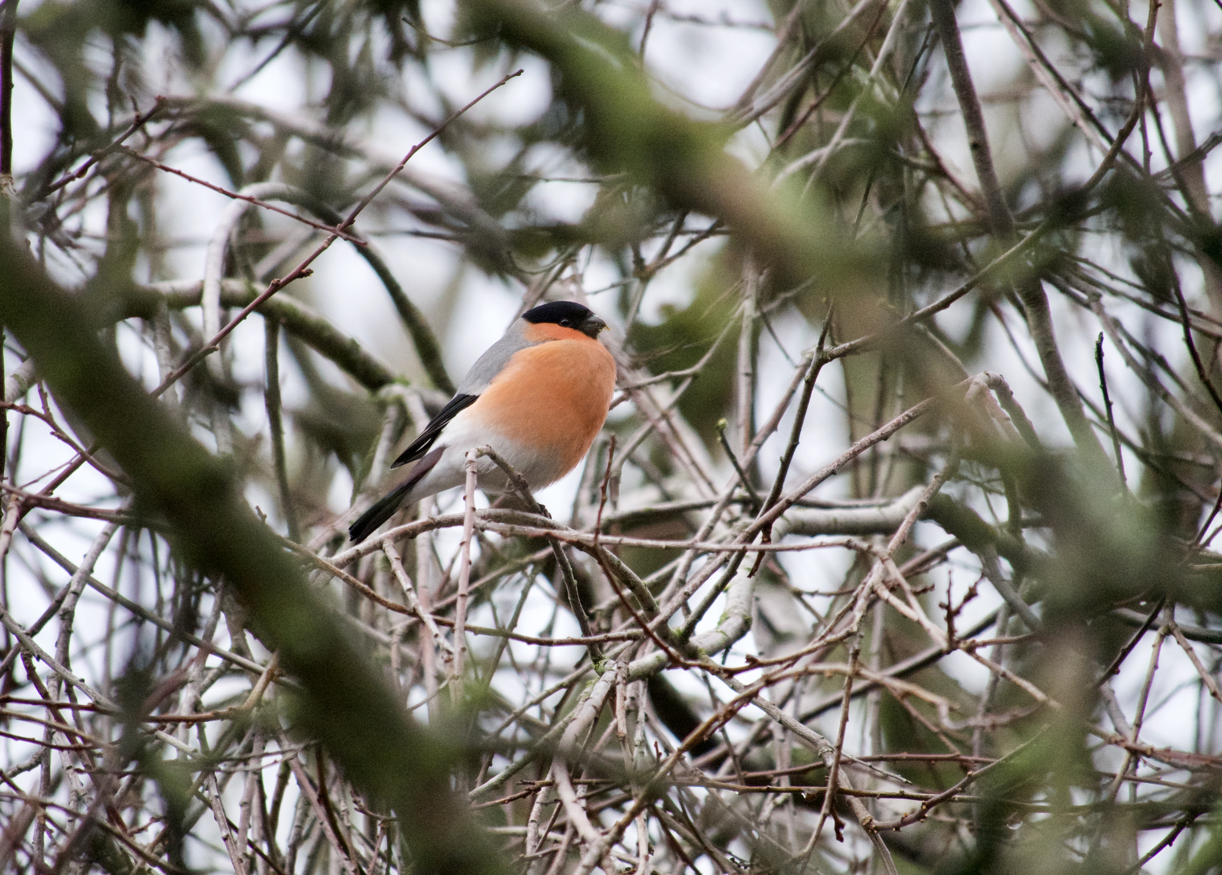 Bullfinch.jpeg