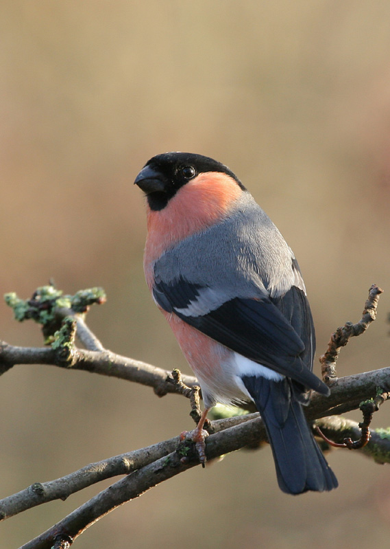 Bullfinch Male