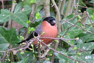 Bullfinch Male