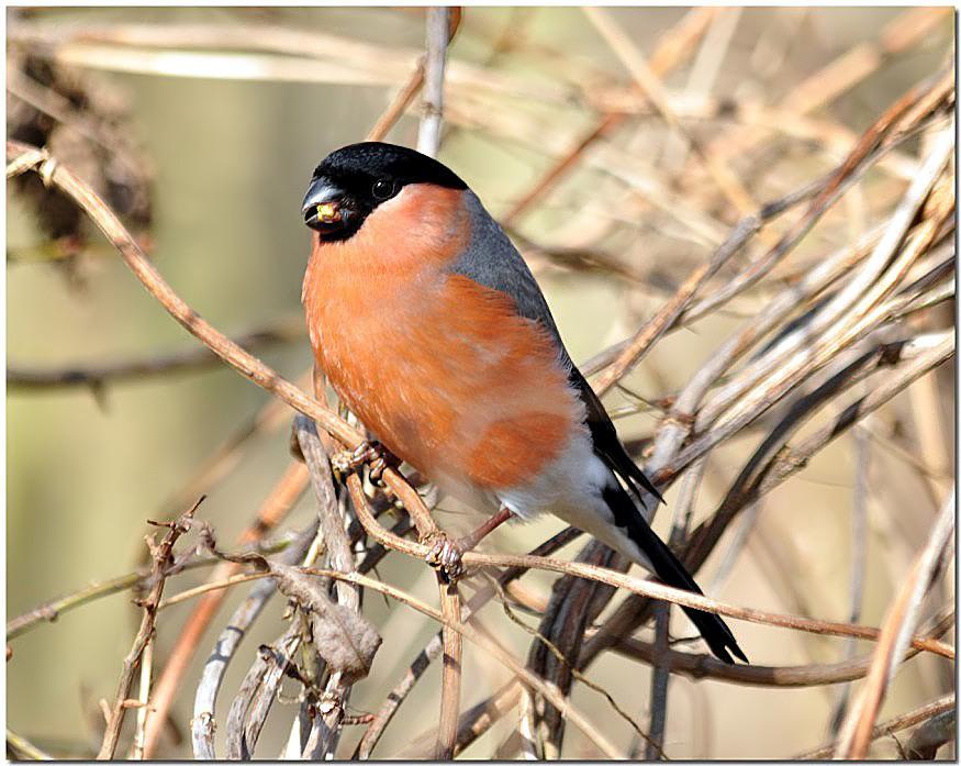 Bullfinch  ( Male )