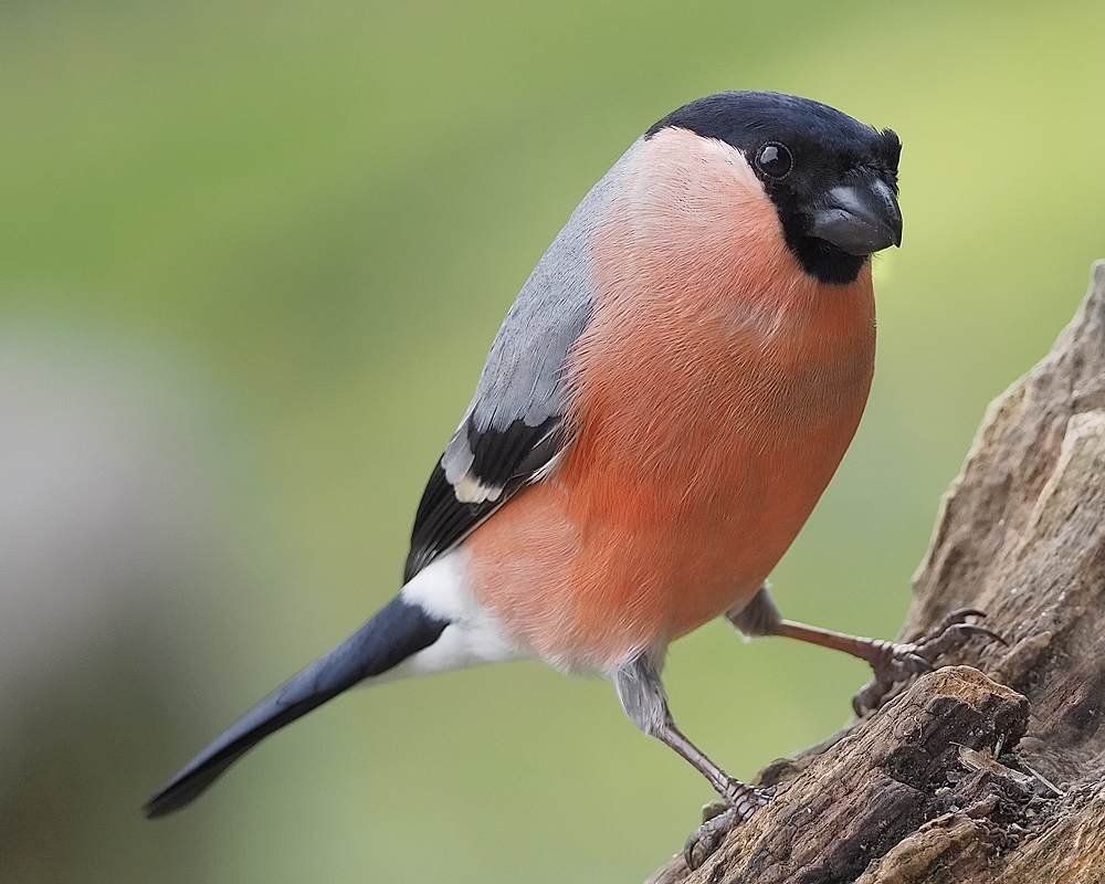 bullfinch male