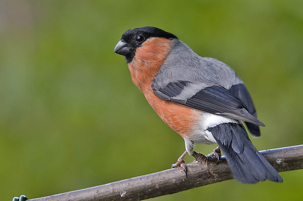 Bullfinch (male)