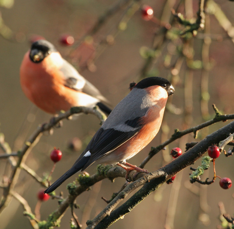 Bullfinch pair