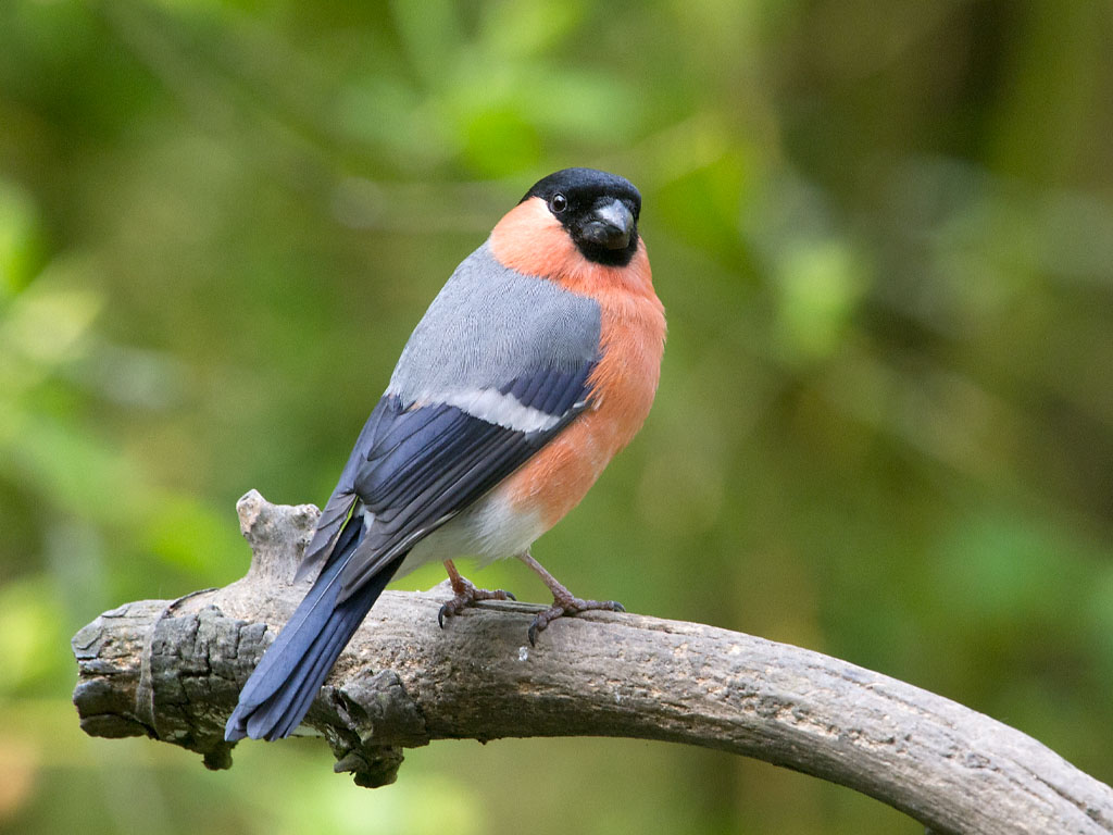 Bullfinch