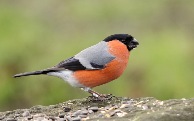 bullfinch