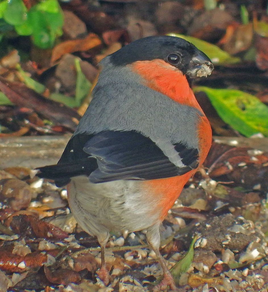 Bullfinch