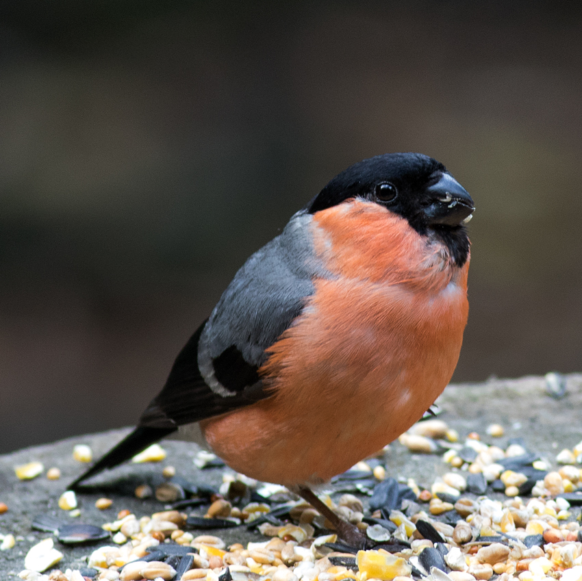 Bullfinch