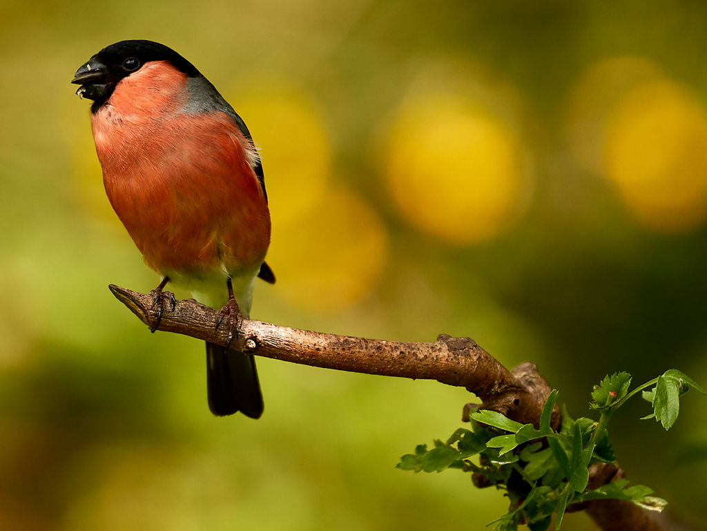 Bullfinch