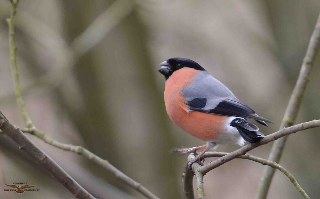 Bullfinch