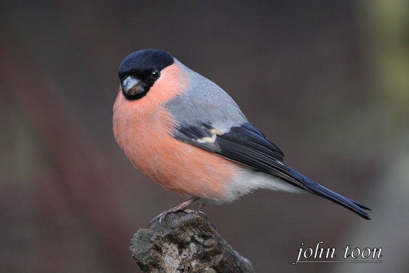 bullfinch