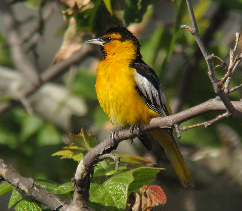 Bullock's Oriole (digiscoped)