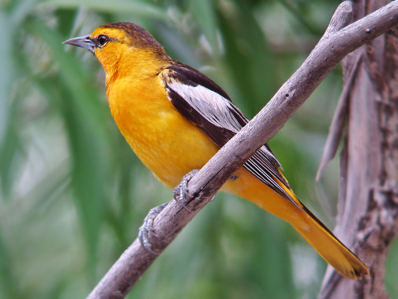 Bullock's Oriole