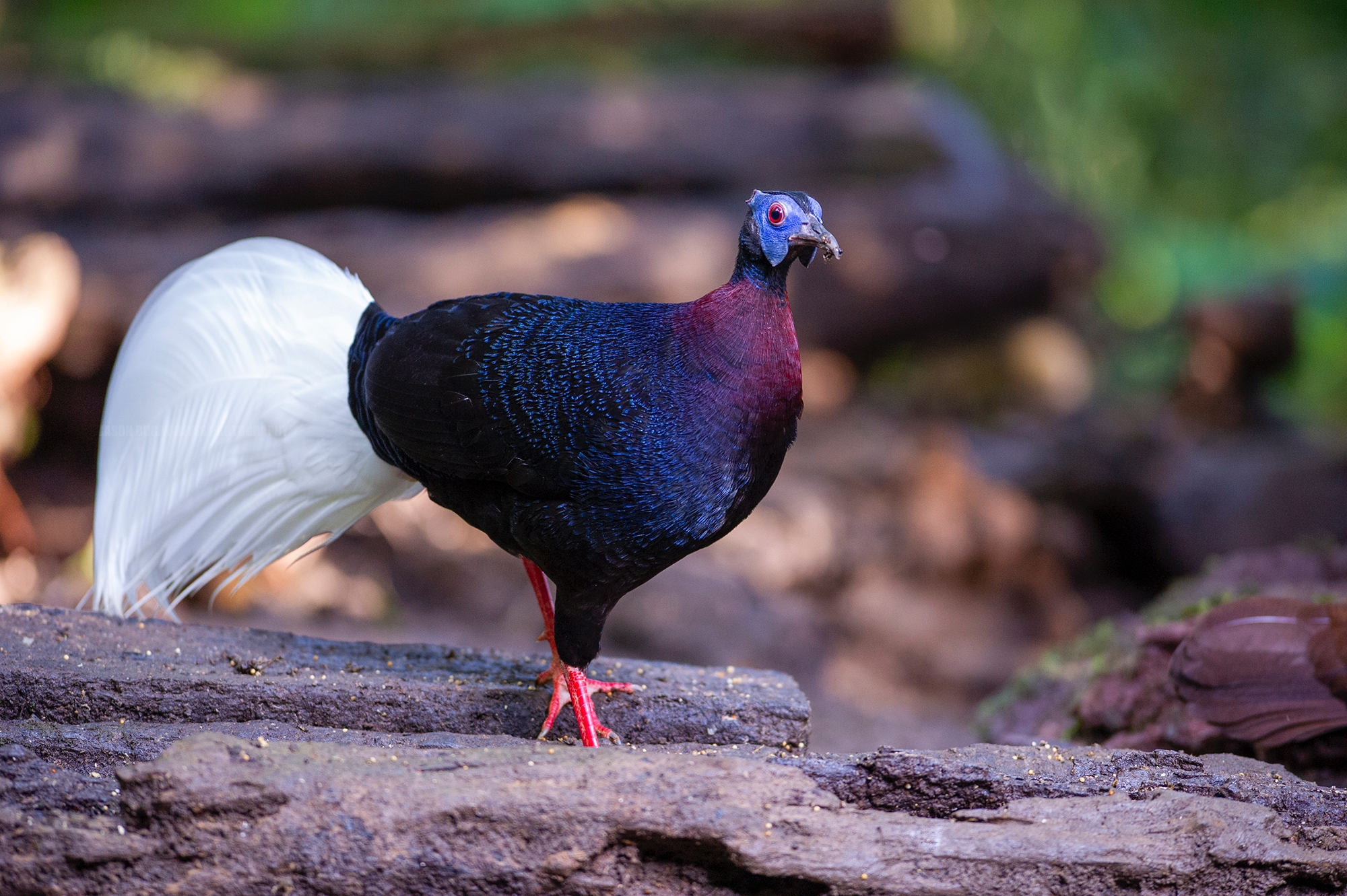 BULWER'S PHEASANT