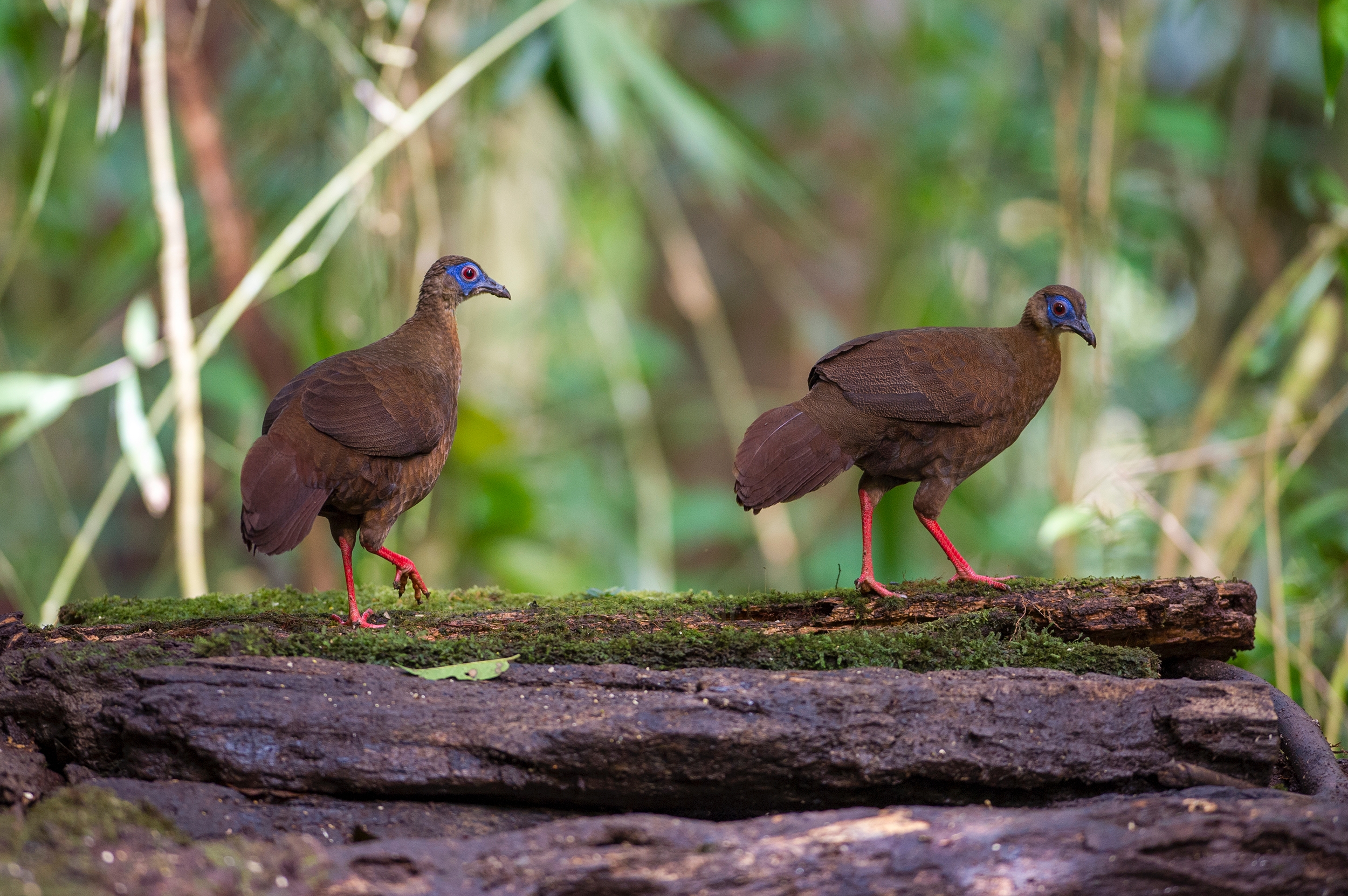 Bulwer's Pheasant