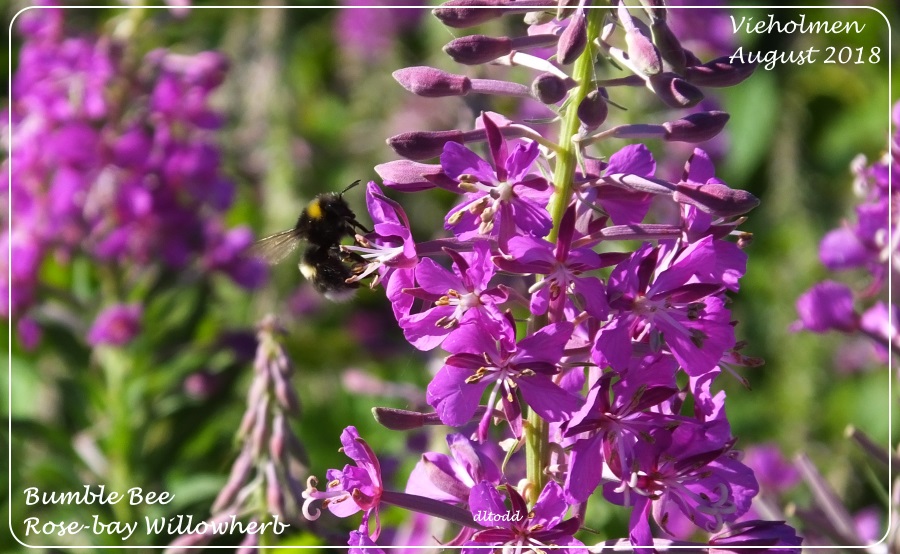 Bumble in the purple