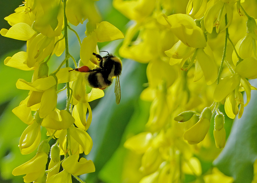 Bumblebee Having A Golden Shower