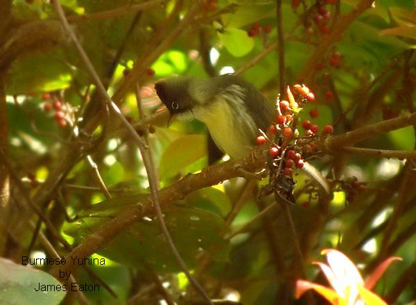 Burmese Yuhina//&quot;Opus&quot;