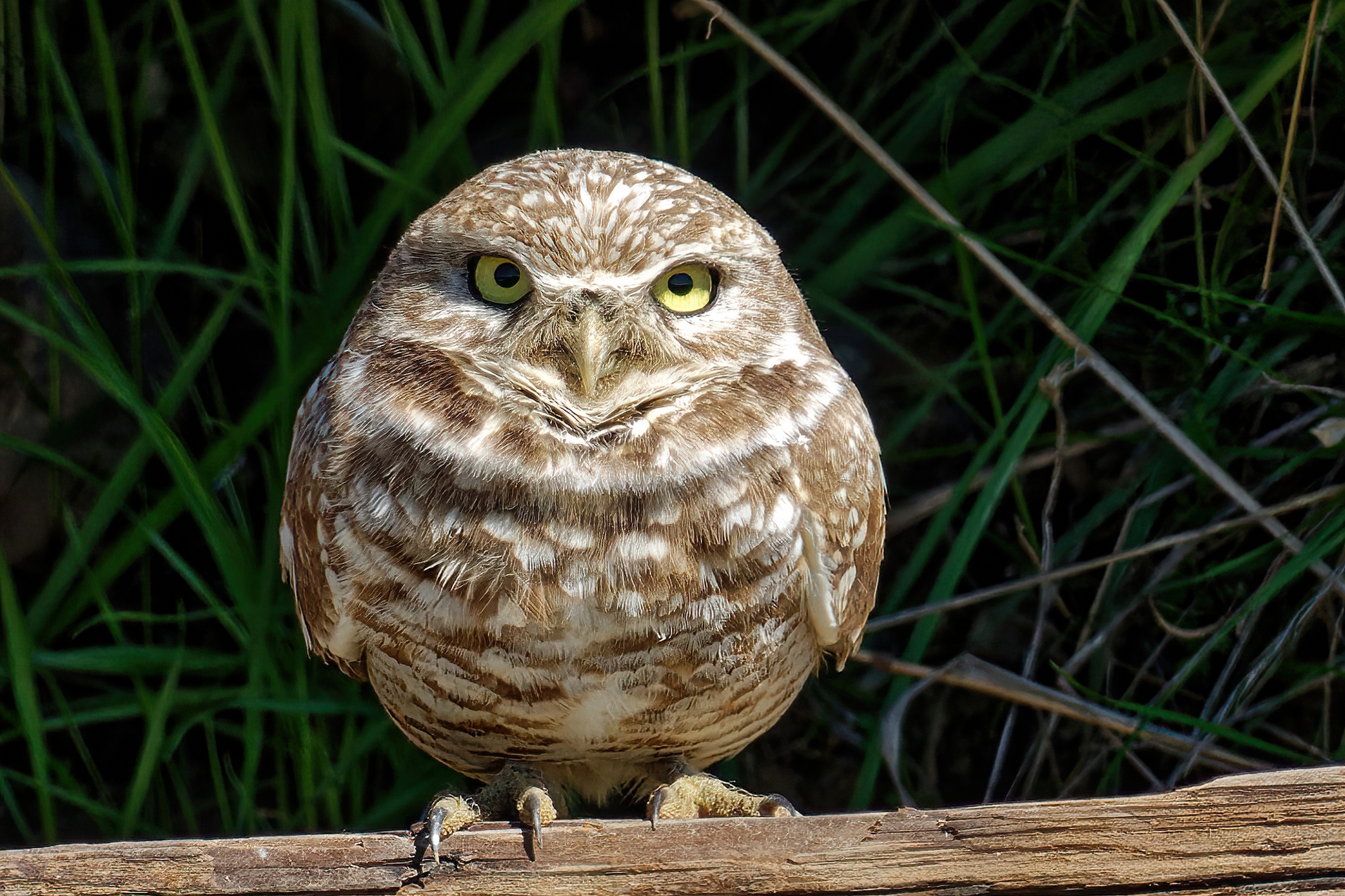 Burrowing Owl 3