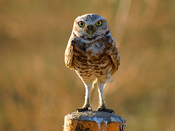 Burrowing Owl