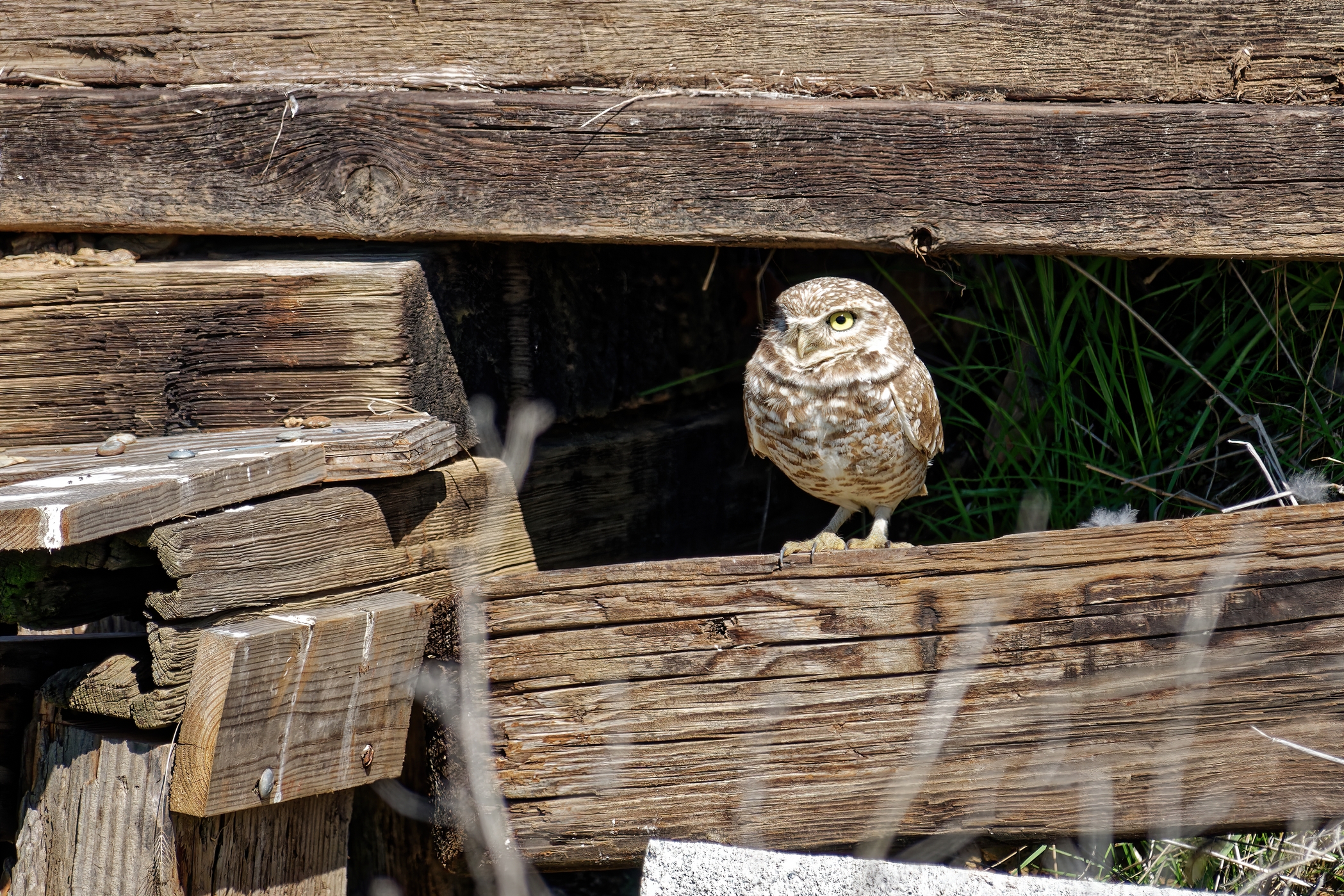 Burrowing Owl