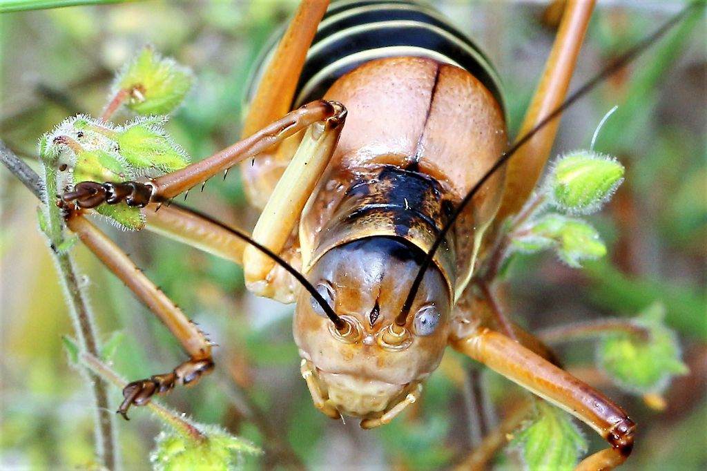 Bush Cricket Ephippiger provincialis