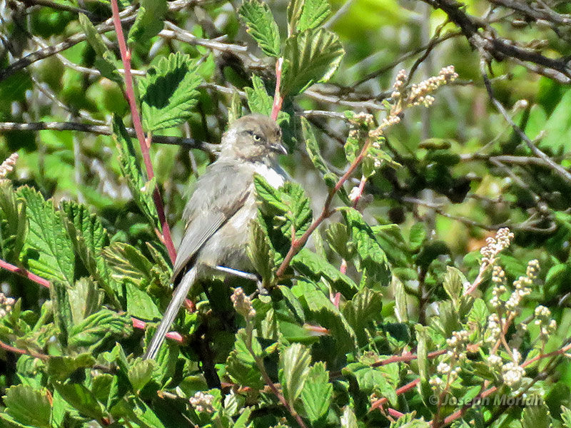 Bushtit