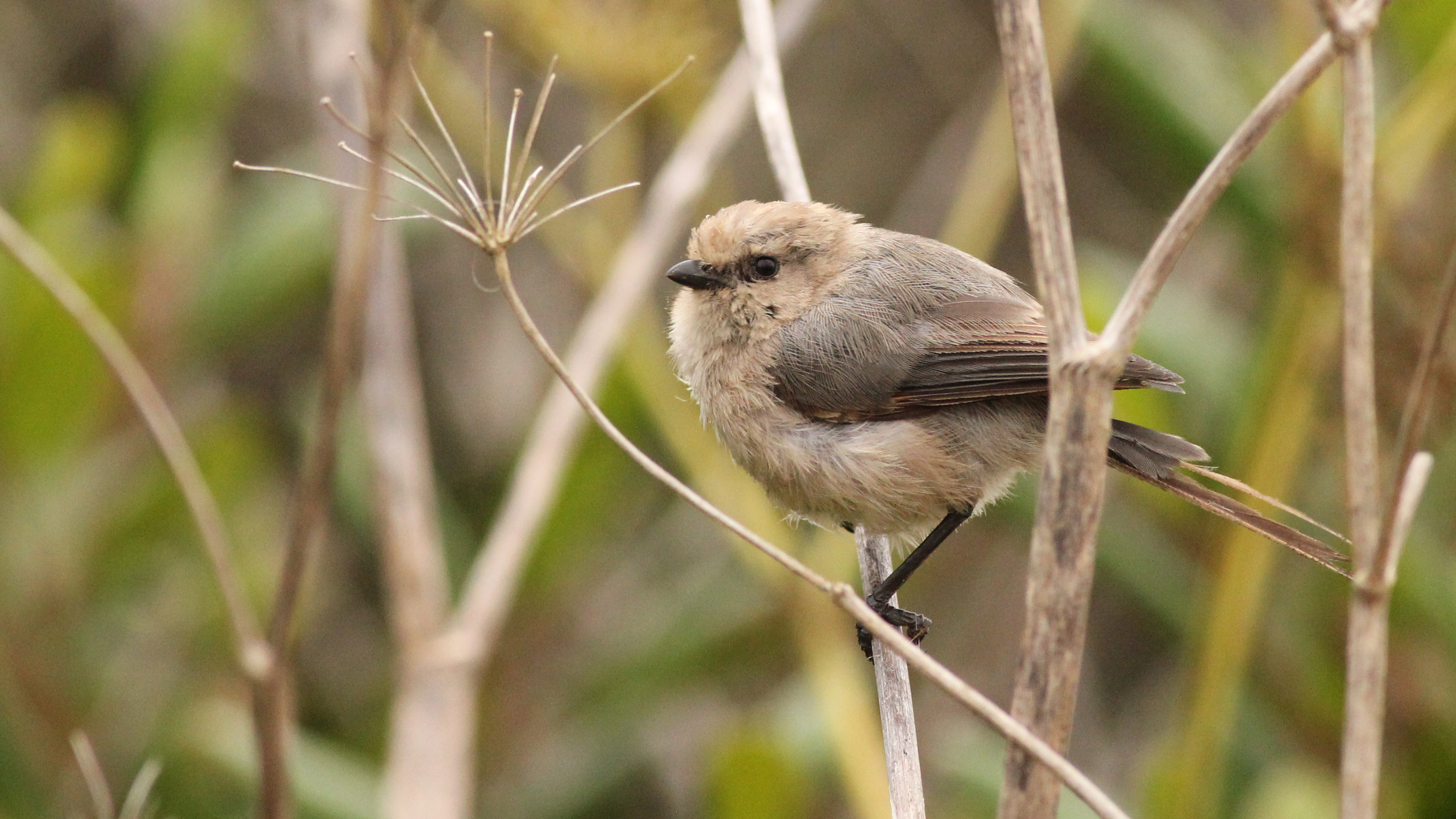 bushtit