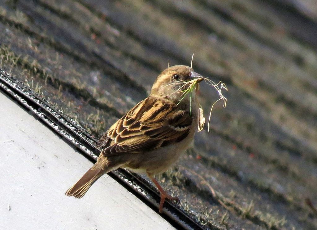 Busy Sparrow