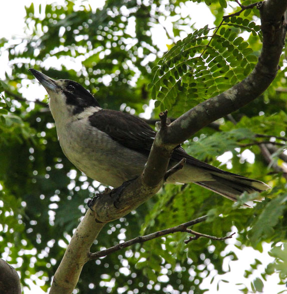 Butcherbird on alert