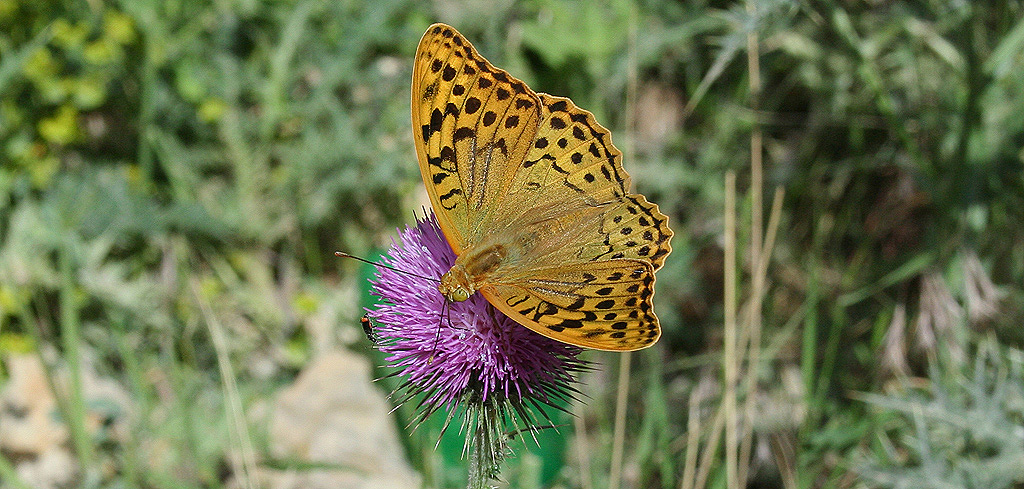 Butterfly and Nature